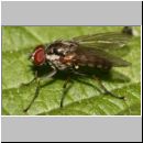 Dolichopoda sp - Langbeinfliege 04a.jpg